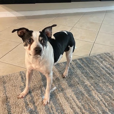 wendy's dog standing on carpet